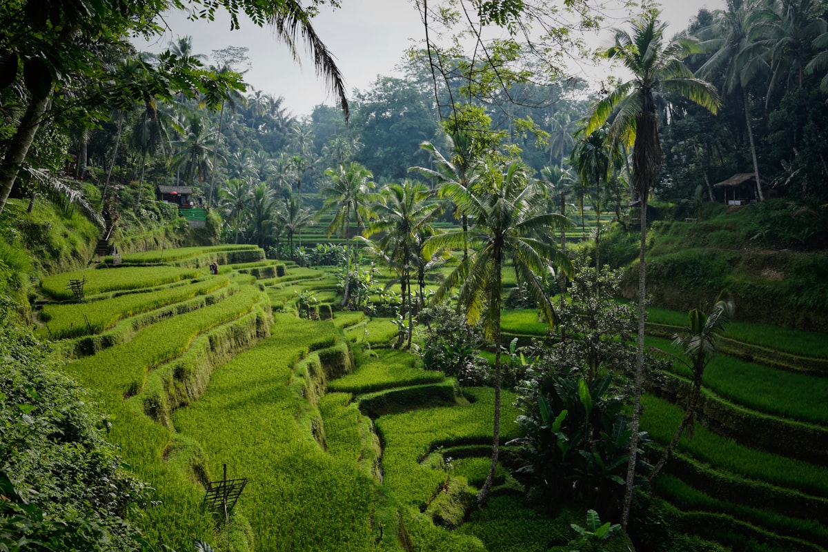 Canggu